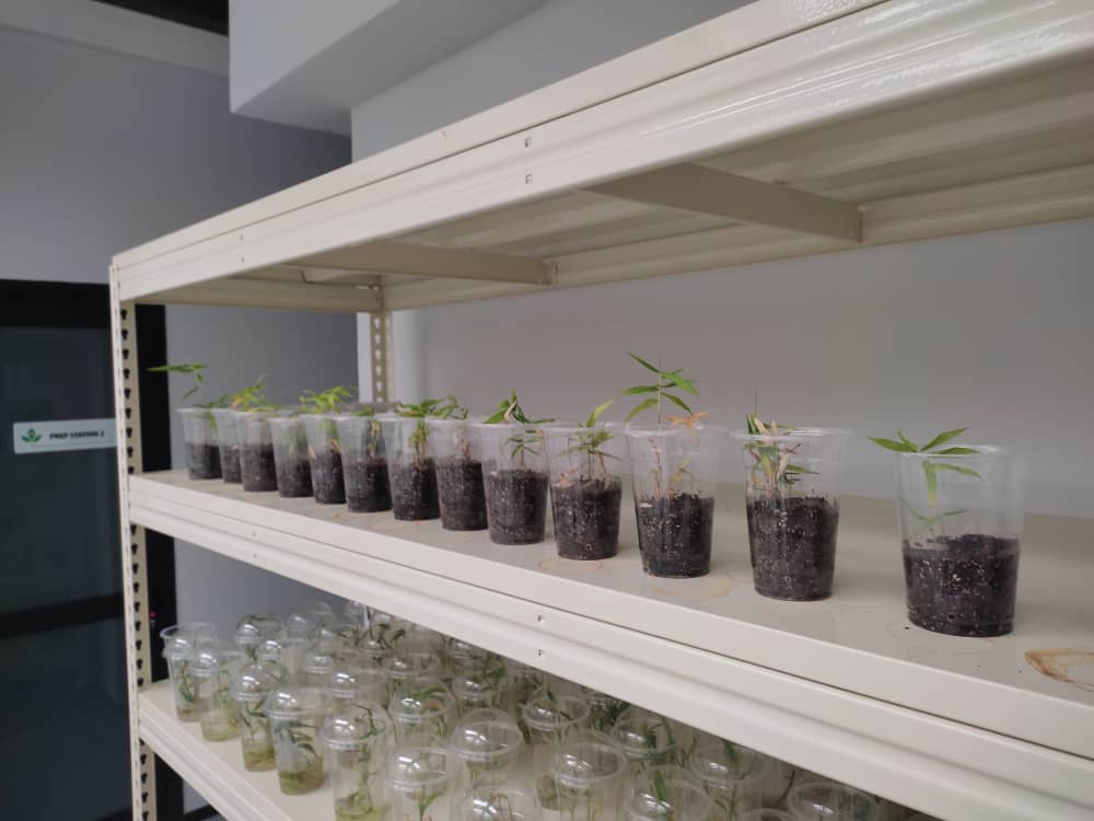 Bamboo Acclamation Image